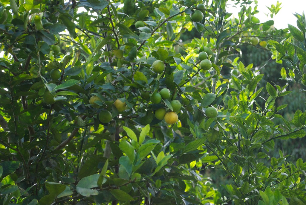 Tecate Limes. Yellow when really ripe, delicious squirted over fresh papaya with wild lilikoi. 