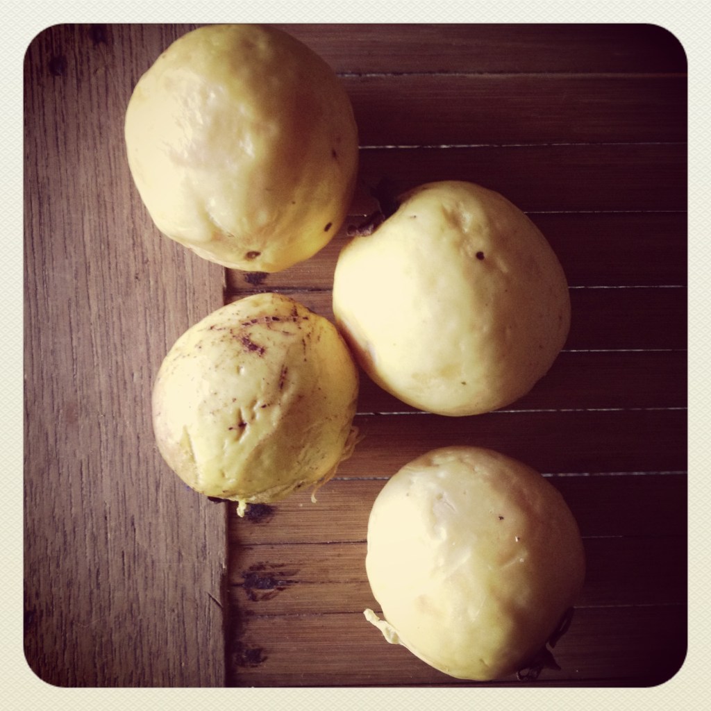 A few of the guavas I collected.