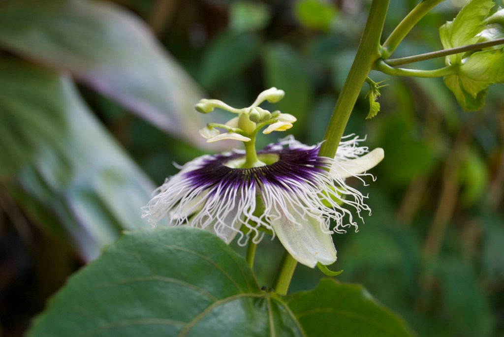 Passionfruit Flower.