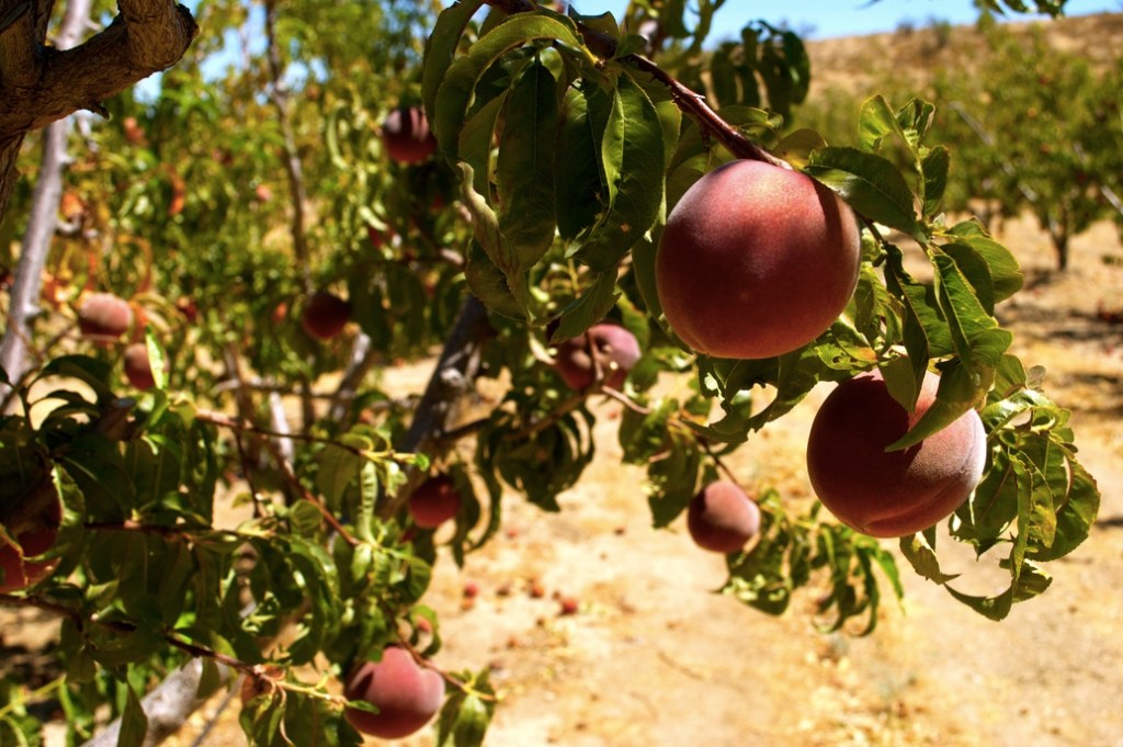 M&M Peach Ranch a couple of years back. 